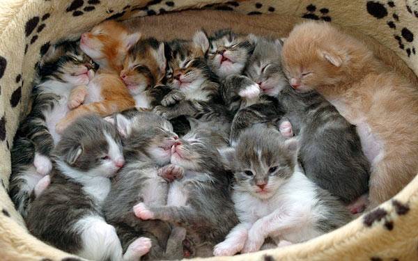 [Image: box_o_kittens.jpg]
